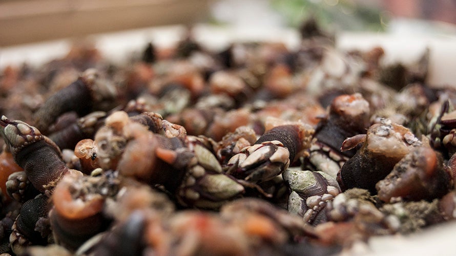 sancho-panza-tapas (5). 