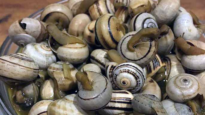 Caracoles en Sevilla: la temporada da el pistoletazo de salida