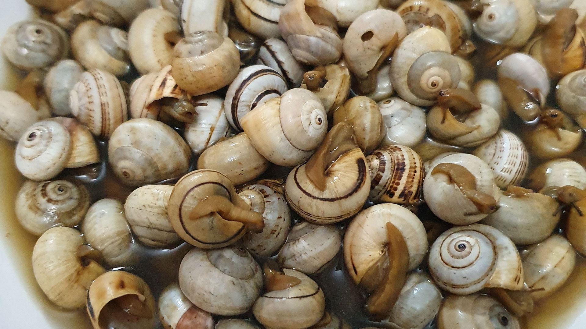 ¿Dónde comprar caracoles a domicilio en Sevilla?