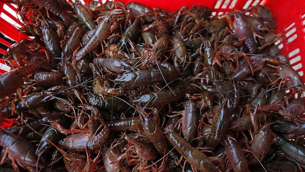 Ejemplares de cangrejo rojo americano