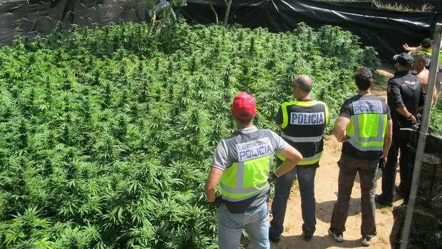 La plantación de marihuana adulterada incautada en una parcela de Alcalá de Guadaíra