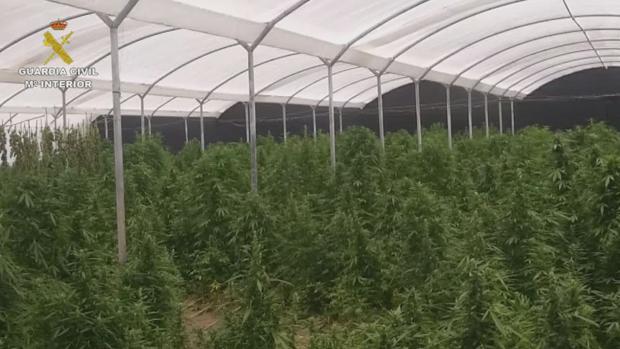 Aumenta la violencia en torno a las plantaciones de marihuana que crecen en Sevilla