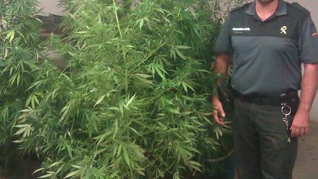Imagen de archivo de una incautación de marihuana por la Guardia Civil