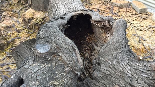 Ecologistas en Acción critican la tala de árboles «aparentemente sanos» en Arahal