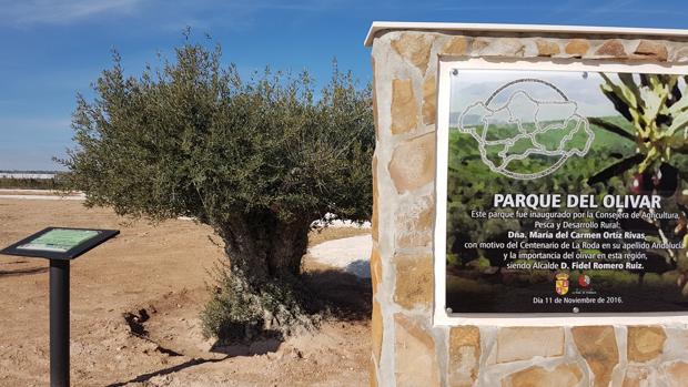 El parque del Olivar producirá las 1.200 variedades de aceitunas existentes en el mundo