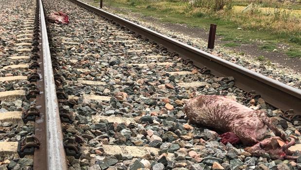 Un tren se ha visto obligado a detenerse en Arahal tras atropellar a un rebaño de cabras