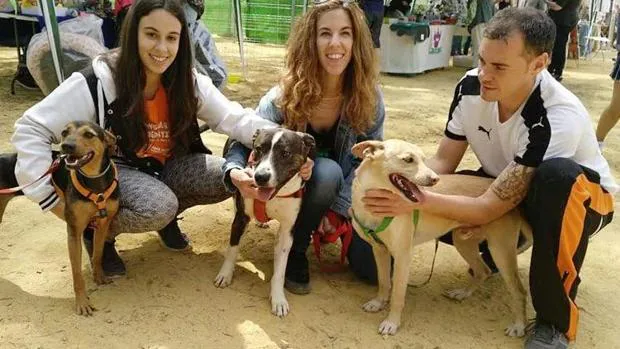 Se buscan voluntarios para ayudar en Utrera a la asociación animalista «Arca de Noé Sevilla»