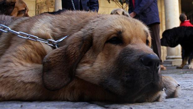 Una vecina de Lora del Río, atacada por un mastín cuando trataba de proteger a su mascota