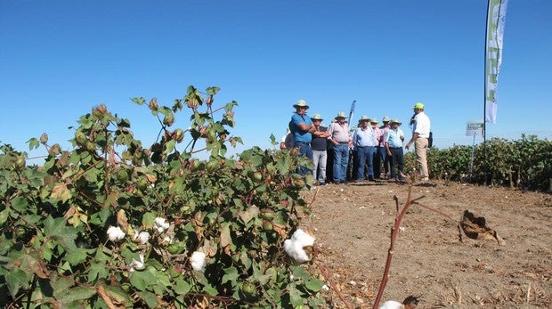Expo Algodón en Lebrija espera superar los 1.000 participantes