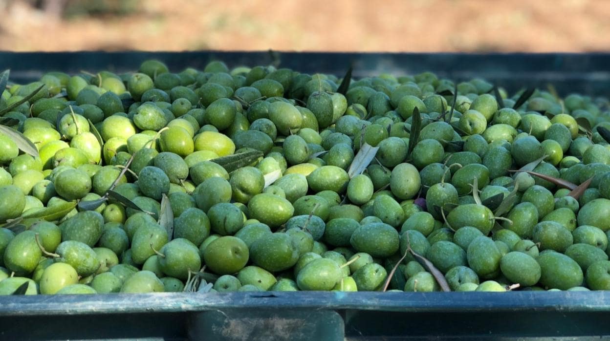 De las figurillas a las tetudas pasando por las prietas, las aceitunas más  raras de Arahal