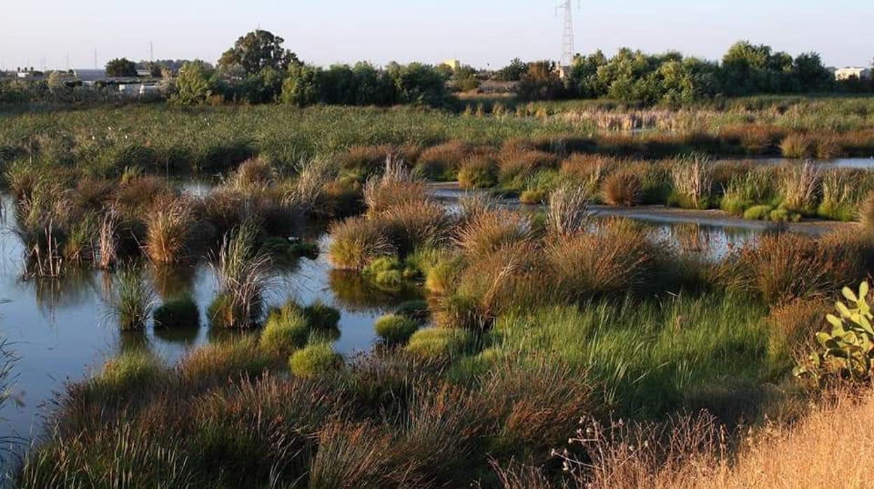 El humedal El Pantano está situado al sureste de Los Palacios y Villafranca