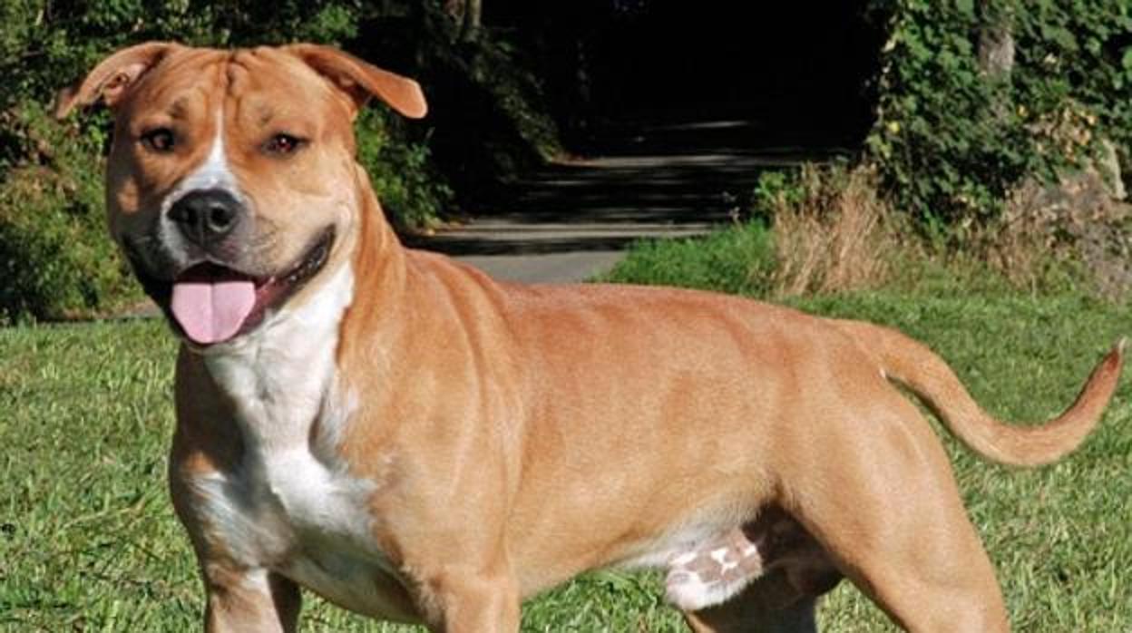 Un perro de la raza american stafford terrier mordió a una mujer en el cuello en Gerena