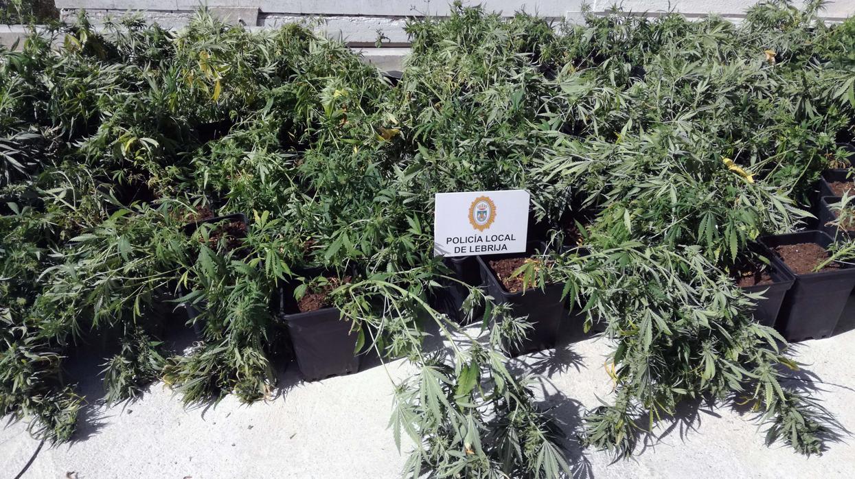 Las plantas de marihuana incautadas por la Policía Local