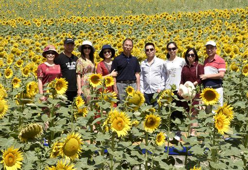 Turistas nipones en los campos de girasoles sevillanos