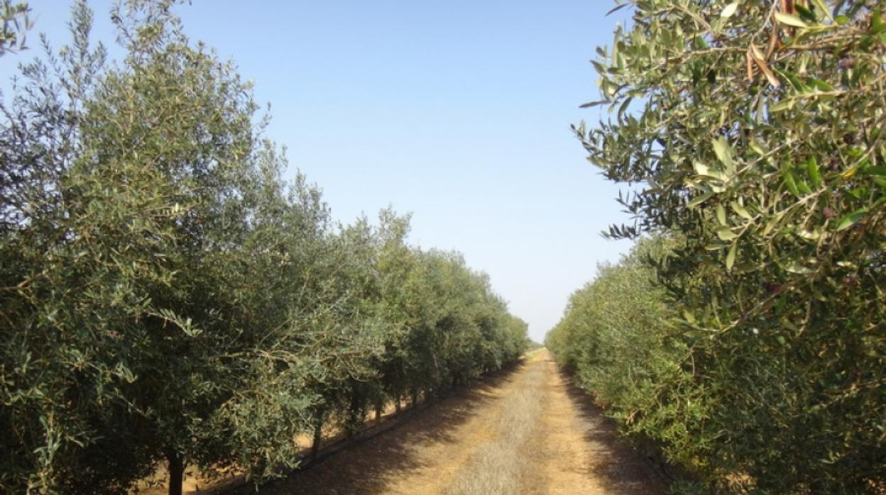 El sistema está indicado para controlar el riego de olivos, los cítricos y el almendro