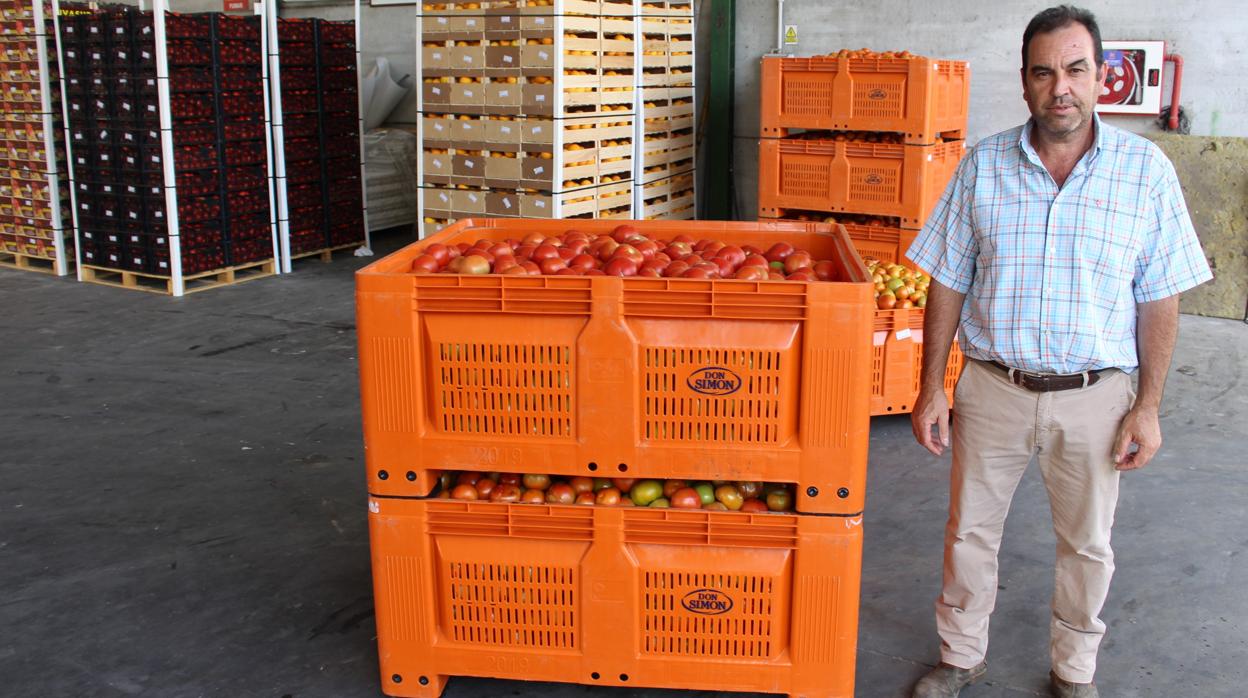 Juan Begines, presidente de la Cooperativa Virgen de las Nieves, posa junto a una carga de tomates