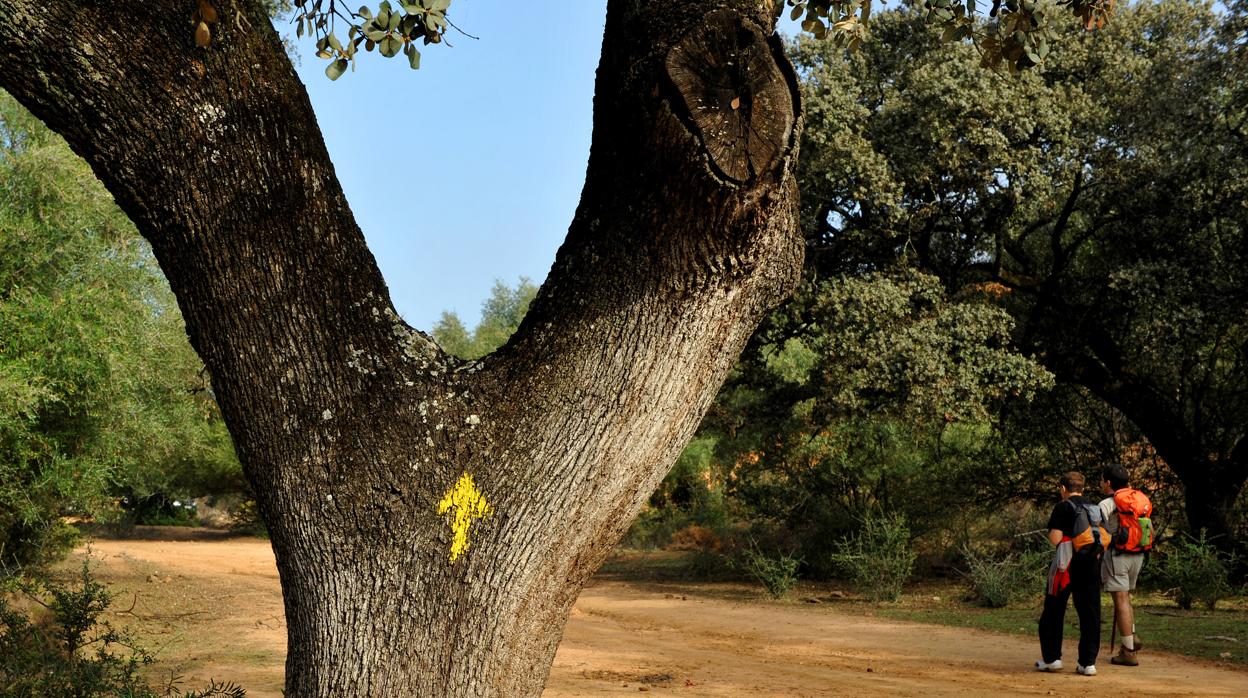Flecha amarilla que sirve de orientación a los peregrinos del camino de Santiago