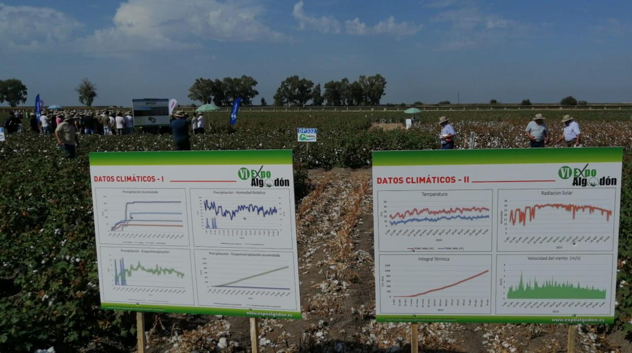 Cerca de un millar de agricultores y técnicos se han dado cita en la VI edición de Expoalgodón