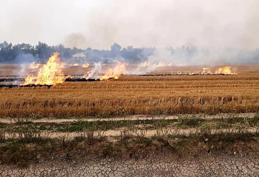 La Puebla del Río y otros pueblos de la Marisma se rebelan contra la quema de pastos