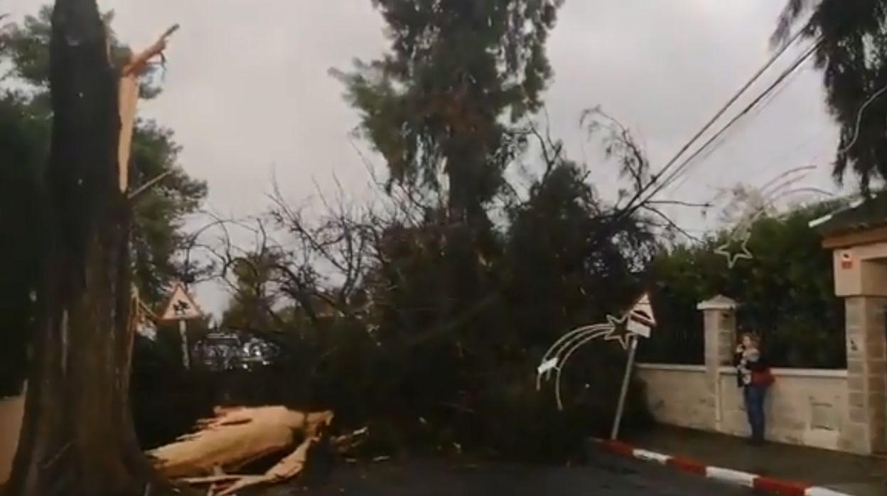 Aspecto de árbol tras el rayo, que lo ha partido en dos en una urbanización de Espartinas