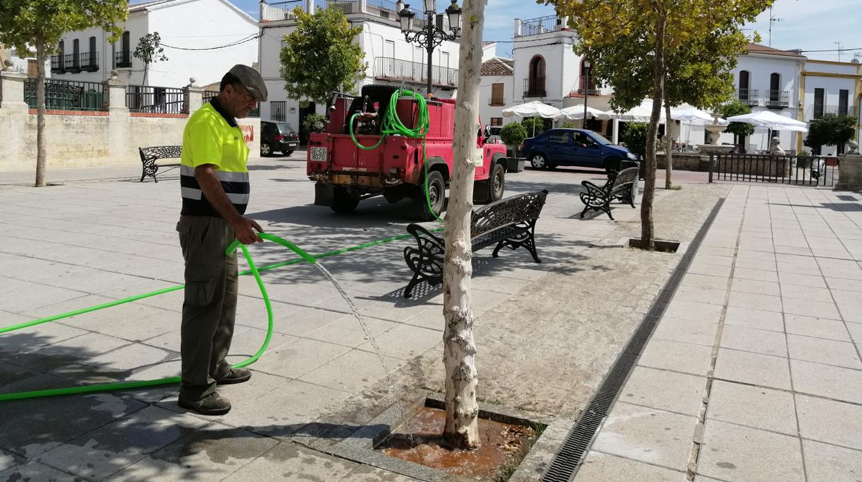 Un operario riega este pasado verano uno de los árboles en una plaza de Las Navas de la Concepción