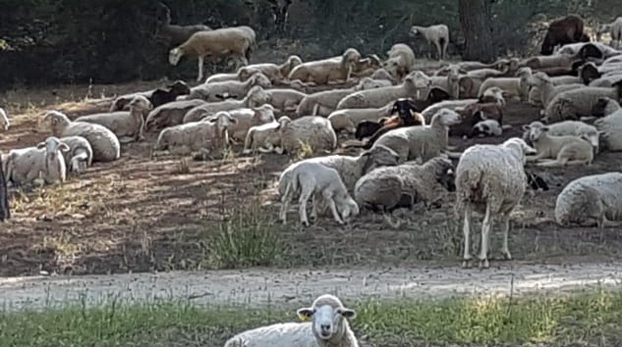 El rebaño de ovejas en el parque de Porzuna de Mairena del Aljarafe