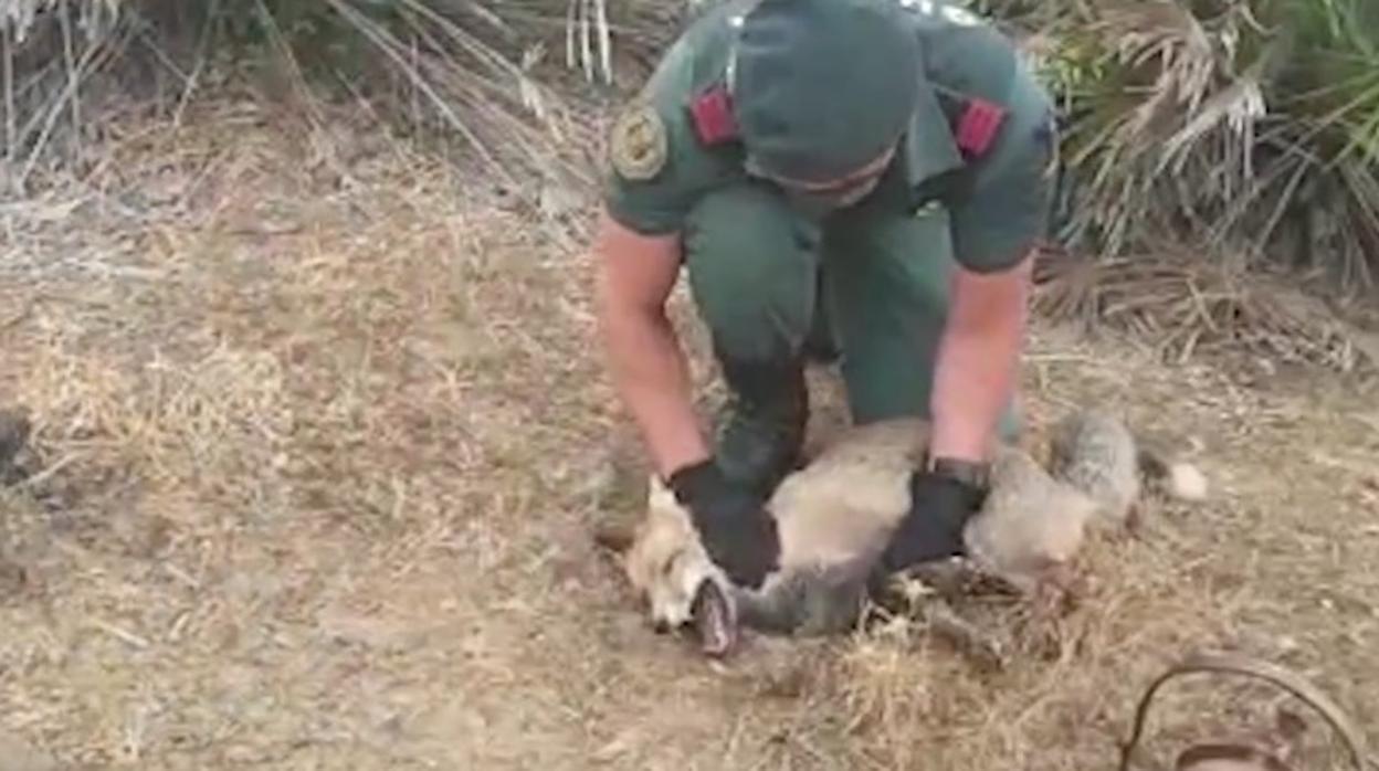 Momento en el que los agentes de la Guardia Civil liberan al zorro