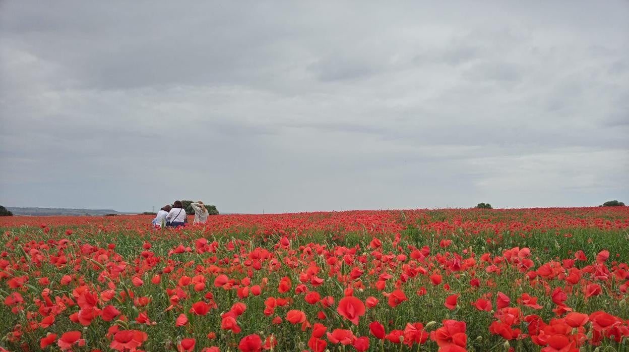 El campo de amapolas se extiende en el horizonte hasta donde alcanza la vista