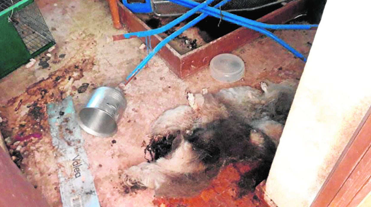 Estado en el que quedó el chalé donde la condenada encerró y abandonó a los 14 perros