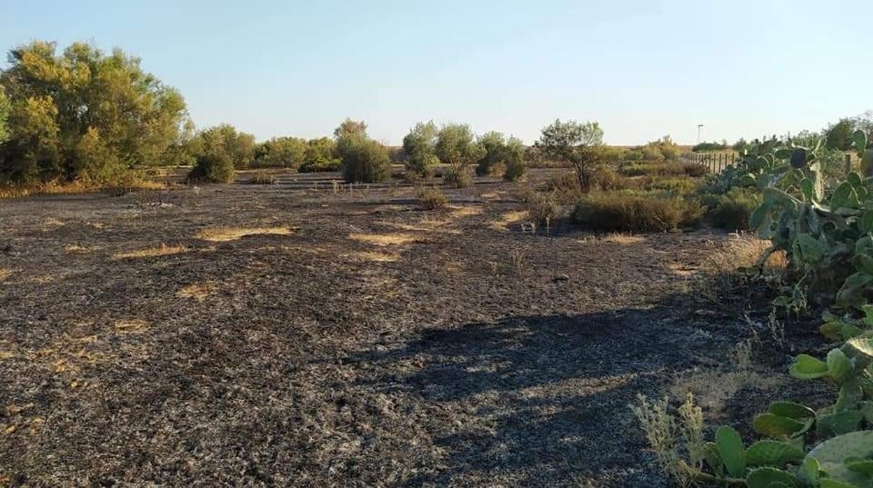 El incendio, tuvo lugar ayer por la tarde, ha quemado gran parte de la vegetación de este espacio protegido