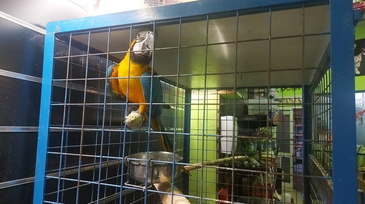 El guacamayo 'Paco' en su jaula de Utrera después de vivir un angustioso y espectaculra rescate