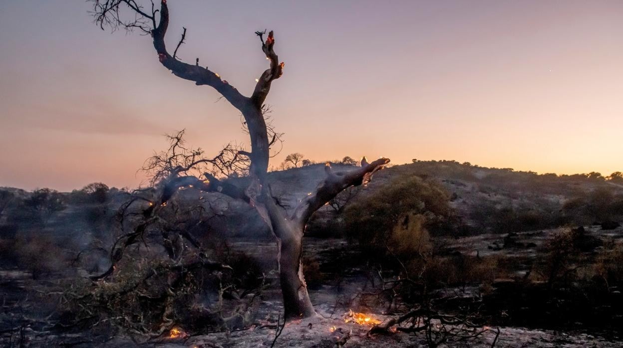Incendio en El Ronquillo, que ha afectado a 18 hectáreas