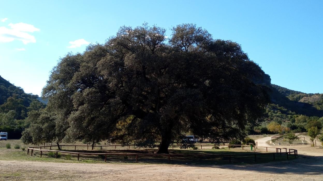 El Chaparro de la Vega ha marcado la vida de los vecinos de Coripe desde hace cientos de años