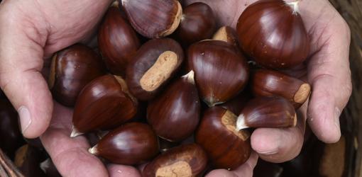 La castaña de Fuenteheridos, tan famosa en Fuenteheridos que centra una feria