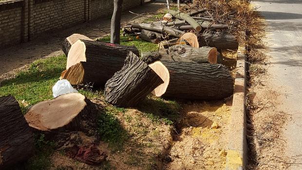 Tala polémica de árboles en la urbanización mairenera de Simón Verde