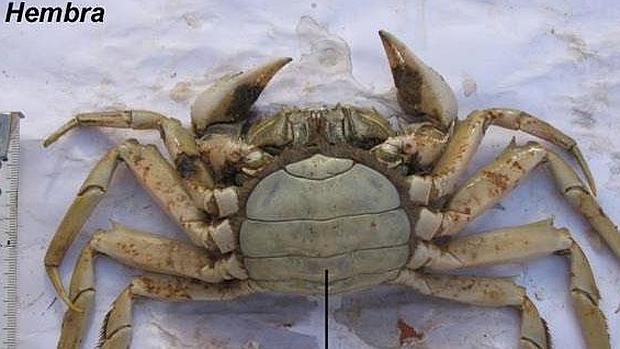 Cangrejo chino hembra