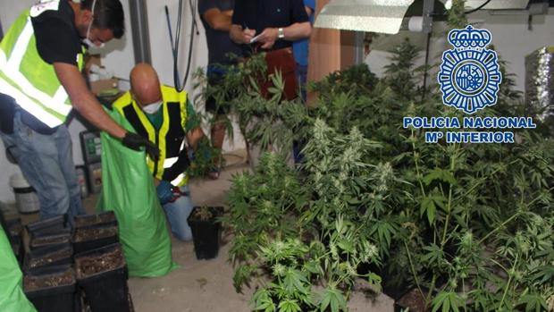 La Policía se incauta de casi 3.000 plantas de marihuana en Sevilla