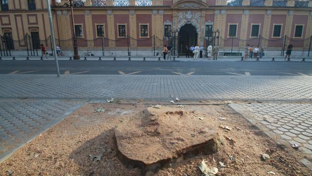 Frente al Palacio de San Telmo se ha realizado el apeo de ocho plátanos de sombra