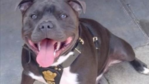 American Staforshire Bull Terrier
