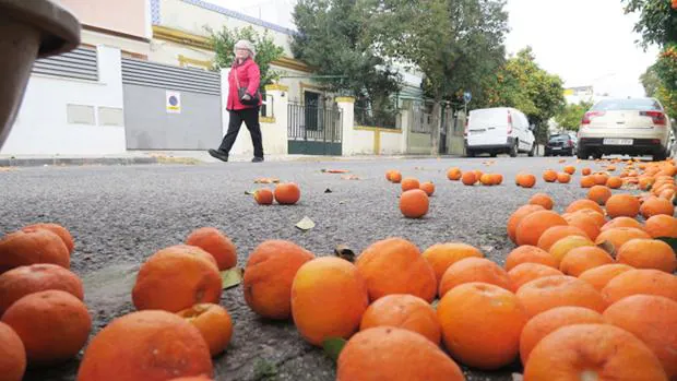 El condenado tenía una licencia municipal para recoger naranjas de la vía pública