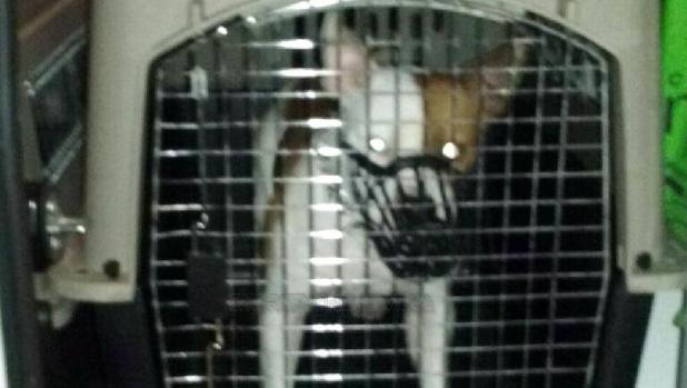 El perro que ha atacado al niño tras ser capturado por la Policía