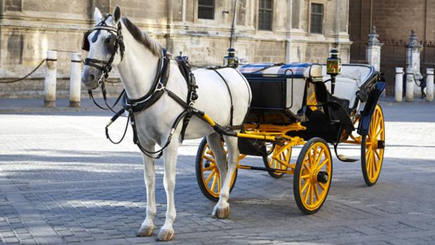 Todo sobre coches de caballos en Sevilla: alquiler, compra, equipamiento y seguros