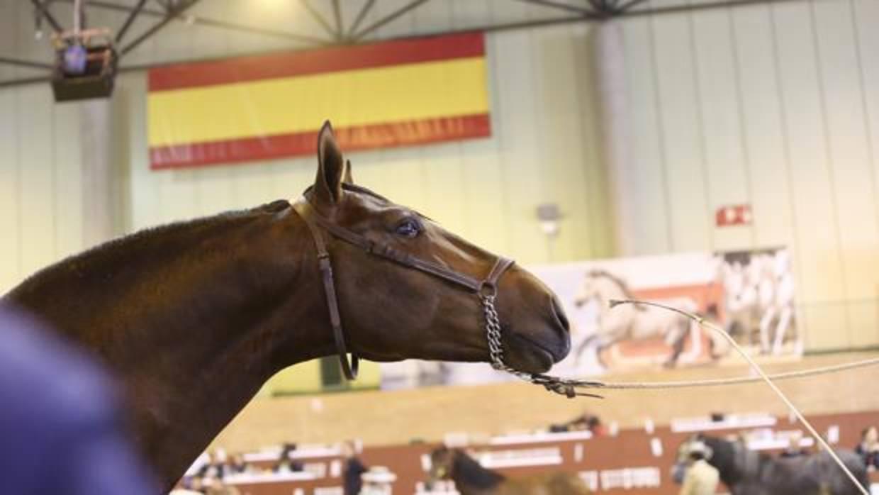 Un caballo español durante una de las pruebas