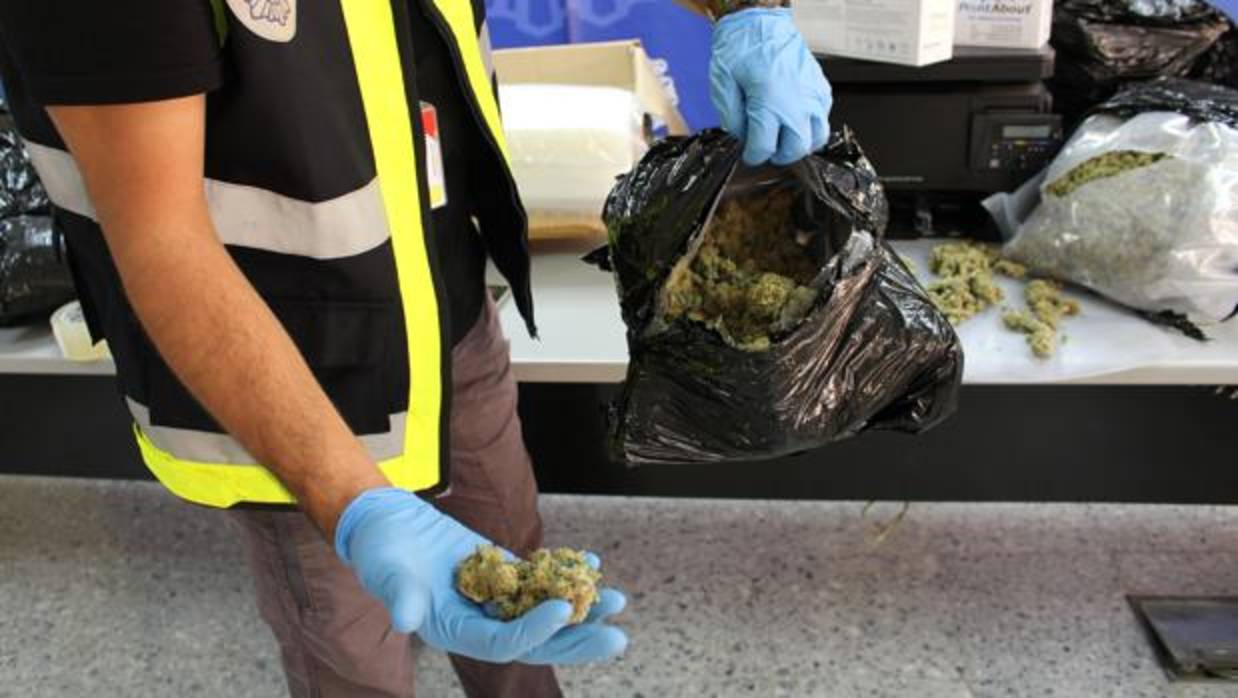 Las plantas ilegales era embalabas con un doble revestimiento con amoniaco para evitar la percepción al olfato