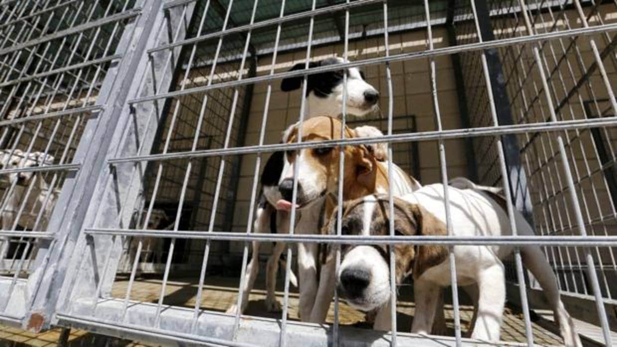 El Ayuntamiento de Bormujos consigue que el 73% de los perros encontrados sean adoptados o devueltos