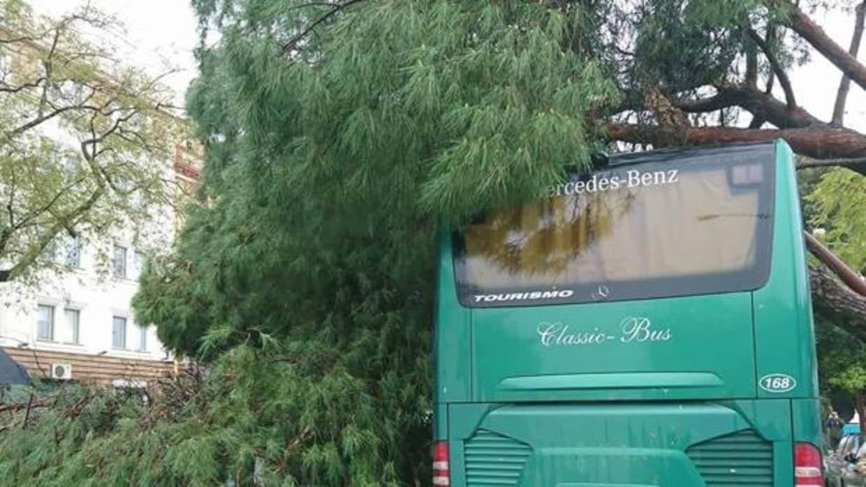 Aspecto del Paseo de Colón tras la caída de los árboles