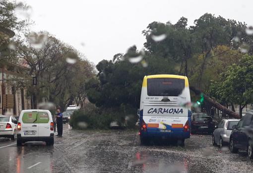 Otra visión de los árboles caídos