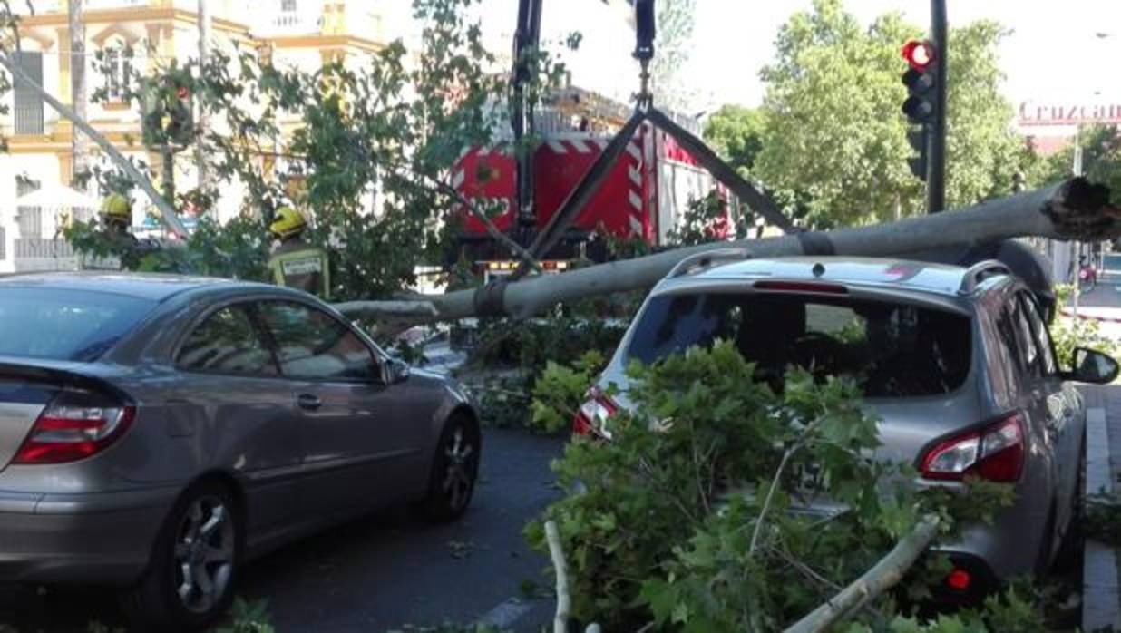Imagen de la aparatosa caída del árbol en la avenida de la Cruz del Campo