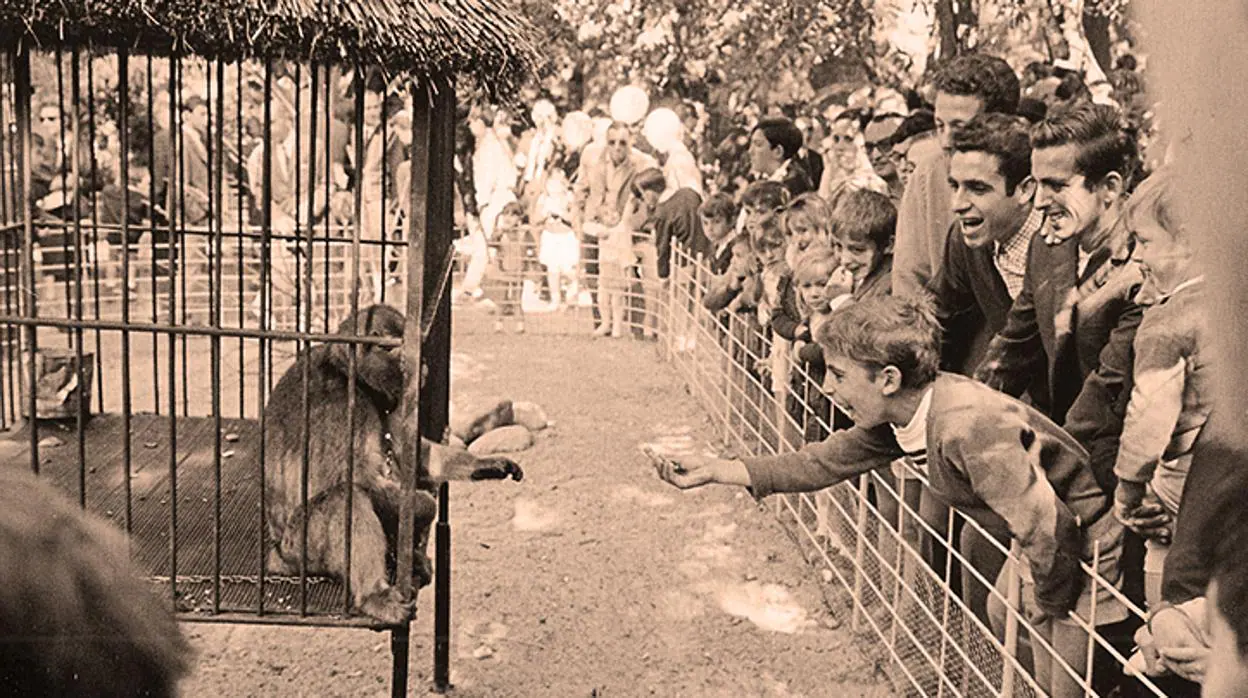 Un mono enjaulado, atracción de la Sevilla de los 60