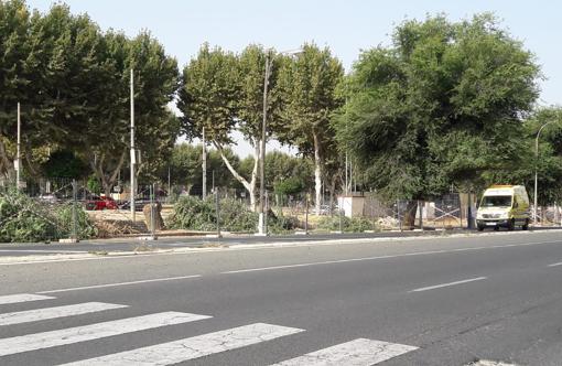 Zona acotada en los Remedios por la tala de árboles